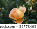 Rose morning dew 39778493