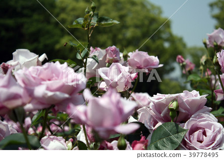 Rose blue moon 39778495