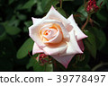 Rose Princess Nobuko 39778497
