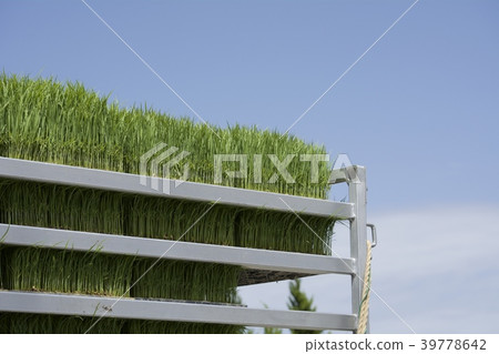 水稻種植季節 水稻種植季節 39778642