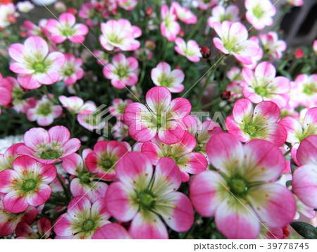 蜘蛛麝香 蜘蛛麝香 39778745