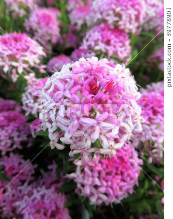 Pimelea Rosea Pimelea Rosea 39778901