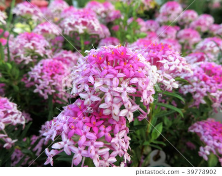 Pimelea Rosea Pimelea Rosea 39778902