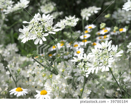 Photo of Olrea and Daisy 39780184