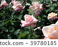 Rose Princess Nobuko 39780185