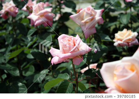 Rose Princess Nobuko 39780185