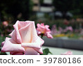 Rose Princess Nobuko 39780186
