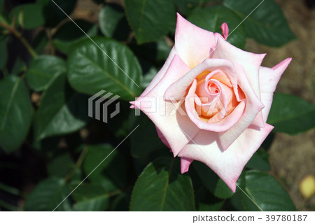 Rose Princess Nobuko 39780187
