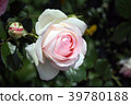 Rose Pierre de Roncer 39780188