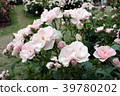 Rose Cerezo 39780202
