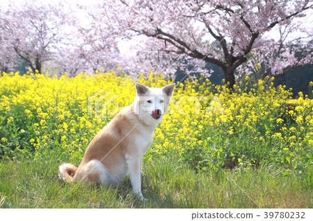 A dog that puts out the tongue with cherry blossoms and rape blossoms in full bloom A dog that puts out the tongue with cherry blossoms and rape blossoms in full bloom 39780232