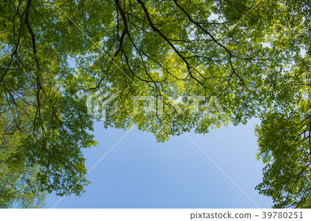 Trees and blue sky 39780251