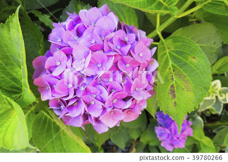 Purple purple round hydrangea Purple purple round hydrangea 39780266