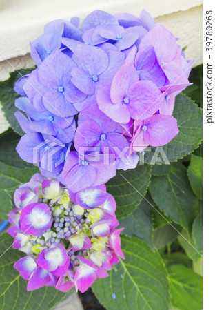 Hydrangea 2 strains Hydrangea 2 strains 39780268