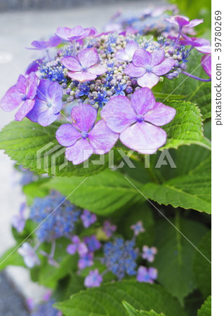 Gaku hydrangea Gaku hydrangea 39780269