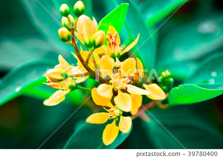 Galphimia, Gold Shower isolate  in spring summer  39780400