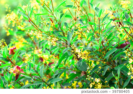 Galphimia, Gold Shower isolate  in spring summer 39780405