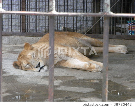 Lion in a nap 39780442