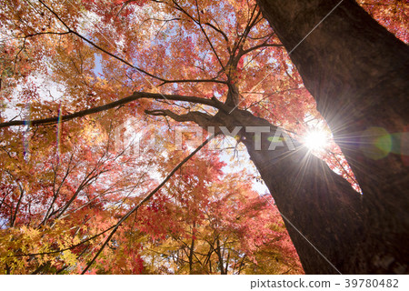 Autumn leaves and the sun (Yamazaki-cho, Sakai City, Hyogo Prefecture) 39780482