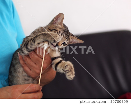 unidentified kitten cat owner cleaning her cat  39780509