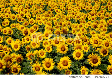 Sunflower field in full bloom dyed yellow 39780775