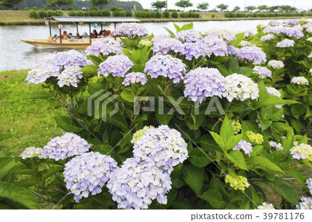 田町繡球花風景 田町繡球花風景 39781176
