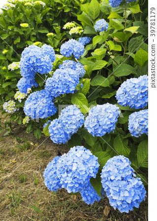 Blue Hydrangea of Tako-cho Blue Hydrangea of Tako-cho 39781179
