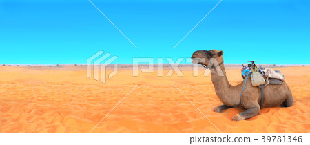 Banner with camel in Sahara desert, Morocco 39781346