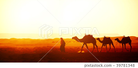 Caravan of camels in Sahara desert, Morocco Caravan of camels in Sahara desert, Morocco 39781348