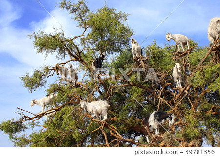 Goats on the argan tree, Morocco 39781356