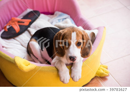 Close up of cute young Beagle playing in garden 39781627