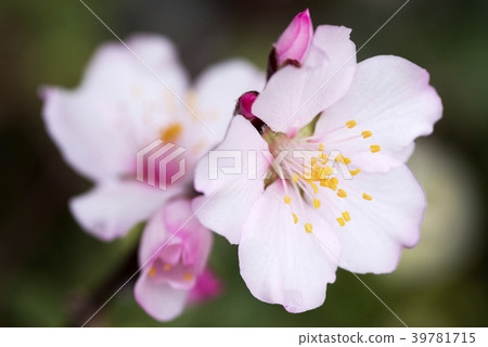 杏仁花了 杏仁花了 39781715