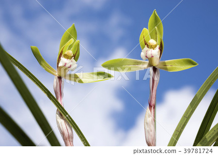 Chunlan flowers under the sky 39781724