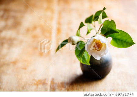 Camellia/white ball 39781774