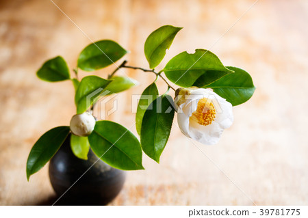 茶花/白球 39781775