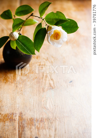 Camellia/white ball Camellia/white ball 39781776
