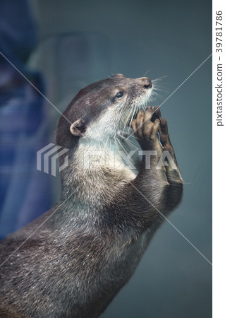 Otter Otter 39781786