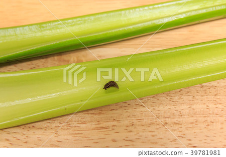 芹菜頂小slu .. 39781981