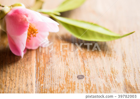 Camellia/Western Mother 39782003