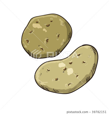 土豆矢量圖 土豆矢量圖 39782151