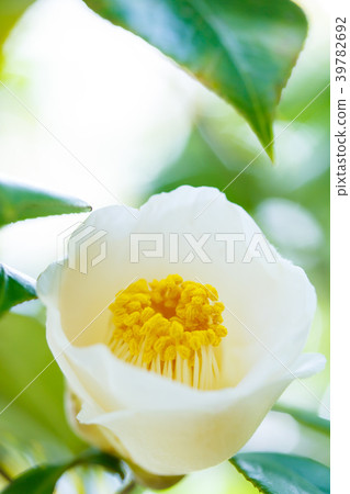 茶花/白球 茶花/白球 39782692