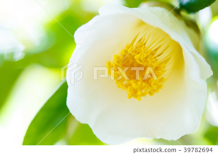 茶花/白球 茶花/白球 39782694