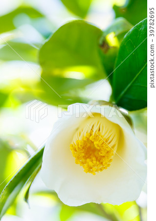 茶花/白球 茶花/白球 39782695