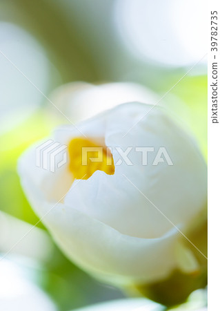 茶花/白球 茶花/白球 39782735