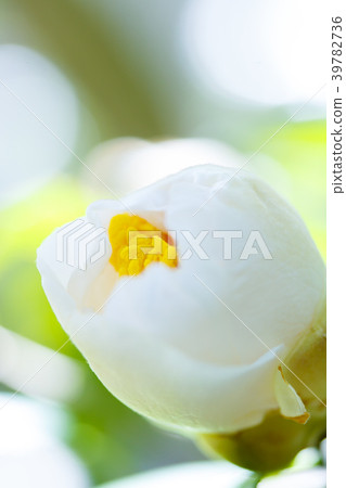 茶花/白球 39782736