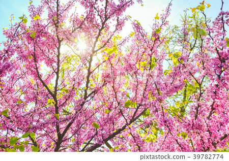 Beautiful pink Cercis Chinensis blossoms on trees Beautiful pink Cercis Chinensis blossoms on trees 39782774