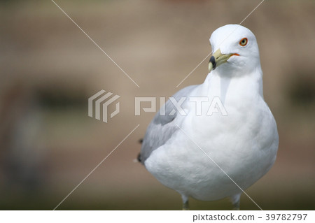 portrait of a Ring-Billed seagull bird 39782797