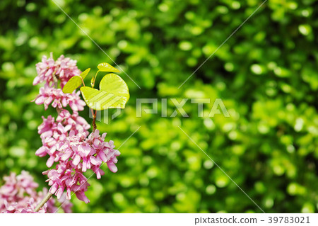 花和綠色樹籬桃紅色花 39783021