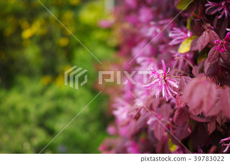 Hedges of safflower flower Hedges of safflower flower 39783022