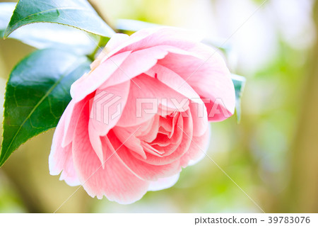 Camellia · Commuter bird 39783076